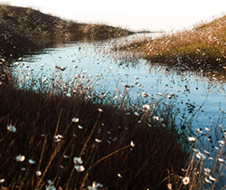 [Image: shallows.png]